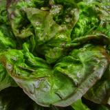 Salat Kopfsalat grün