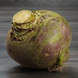 Steckrübe ca 1 kg  regional