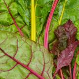 Mangold bunt ca.300 g Wulksfelde