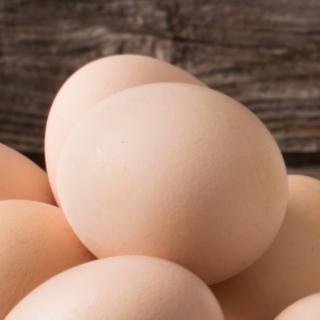 Eier Junghennen 10-er Pack Größe S