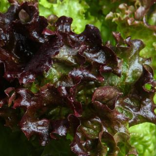 Salat Kopfsalat rot Wulksfelde