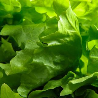 Salat Endivie Wulksfelde