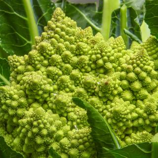 Romanesco Blumenkohl
