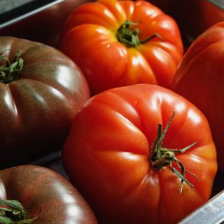 Tomaten Rebellion rot