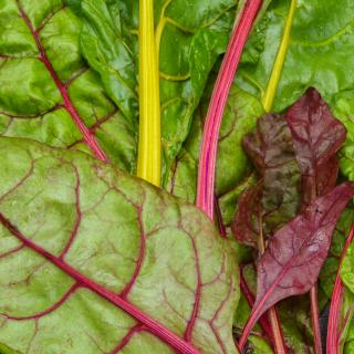 Mangold bunt ca. 300 g