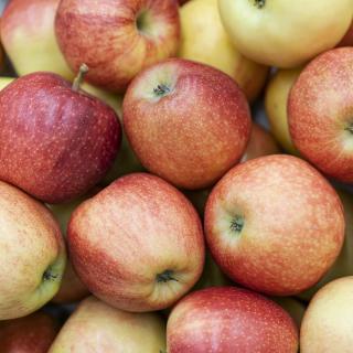 Äpfel Akane