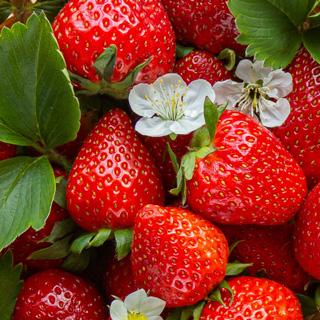 Erdbeeren 250 g regional