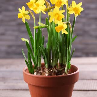 Narzissen im Tontopf regional
