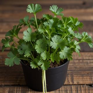 Koriander im Topf regional