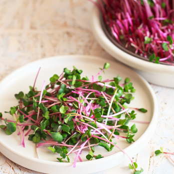 Radieschen Sprossen