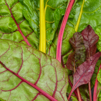 Mangold bunt ca. 300 g