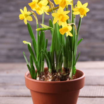 Narzissen im Tontopf regional