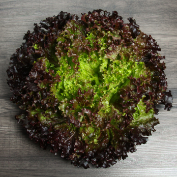 Salat Batavia rot Regional